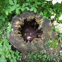 A hollowed-out tree stump with a dark, water-filled center, surrounded by greenery.