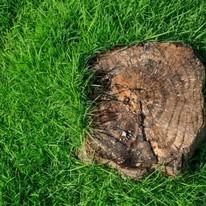 A brown tree stump sits in bright green grass, contrasting textures and colors.