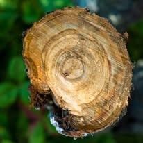 Cross-section of a tree trunk, displaying concentric growth rings in shades of brown and tan.