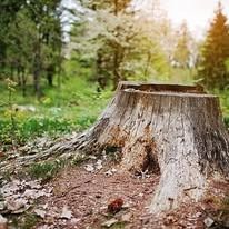 A large tree stump in a forest, surrounded by leaves and greenery. Sunlight filters through the trees.
