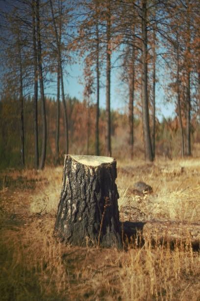 A tree stump in a field with bare trees in the background, under a blue sky. The scene is dry and brown.