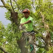 A man wearing safety gear uses a chainsaw to cut a tree trunk. He is in a tree, surrounded by green foliage.