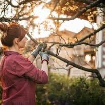 Woman in red shirt and work gloves pruning a tree in her backyard, bathed in sunlight.