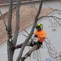 A tree worker in safety gear is trimming branches. He's wearing a helmet, orange shirt, and is secured to the tree with ropes.