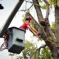 Arborist in a bucket lift uses a chainsaw to trim a tree.