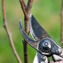 Pruning shears cutting a tree branch, close-up. The shears are silver, with a brown tree branch and green background.