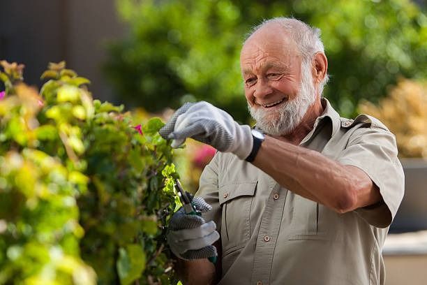 An elderly man with a white beard and gloves smiles while trimming a green hedge in a sunny outdoor setting.