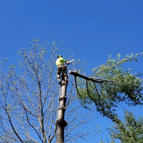 A tree service worker atop a tall tree trunk, cutting a branch with a chainsaw under a blue sky.