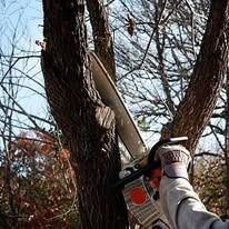 A person wearing a glove uses a chainsaw to cut into a tree trunk. The setting appears to be outdoors.