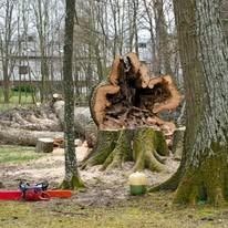 A large tree trunk with a chainsaw beside it, showing the inside of the tree after being cut.  A chainsaw and a green bucket are in the foreground.