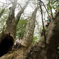 People exploring inside and on a giant tree. One person is in the opening, while others climb on the trunk in a forest setting.