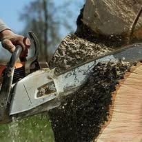 A person uses a chainsaw to cut into a log, with the blade embedded in the wood.