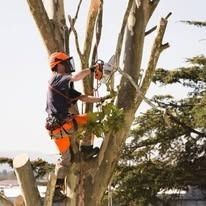 Arborist in safety gear using a chainsaw to trim a tree. The man is outdoors in a sunny setting.