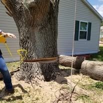 Person cutting down a large tree near a house. Chainsaw is cutting into the tree trunk.