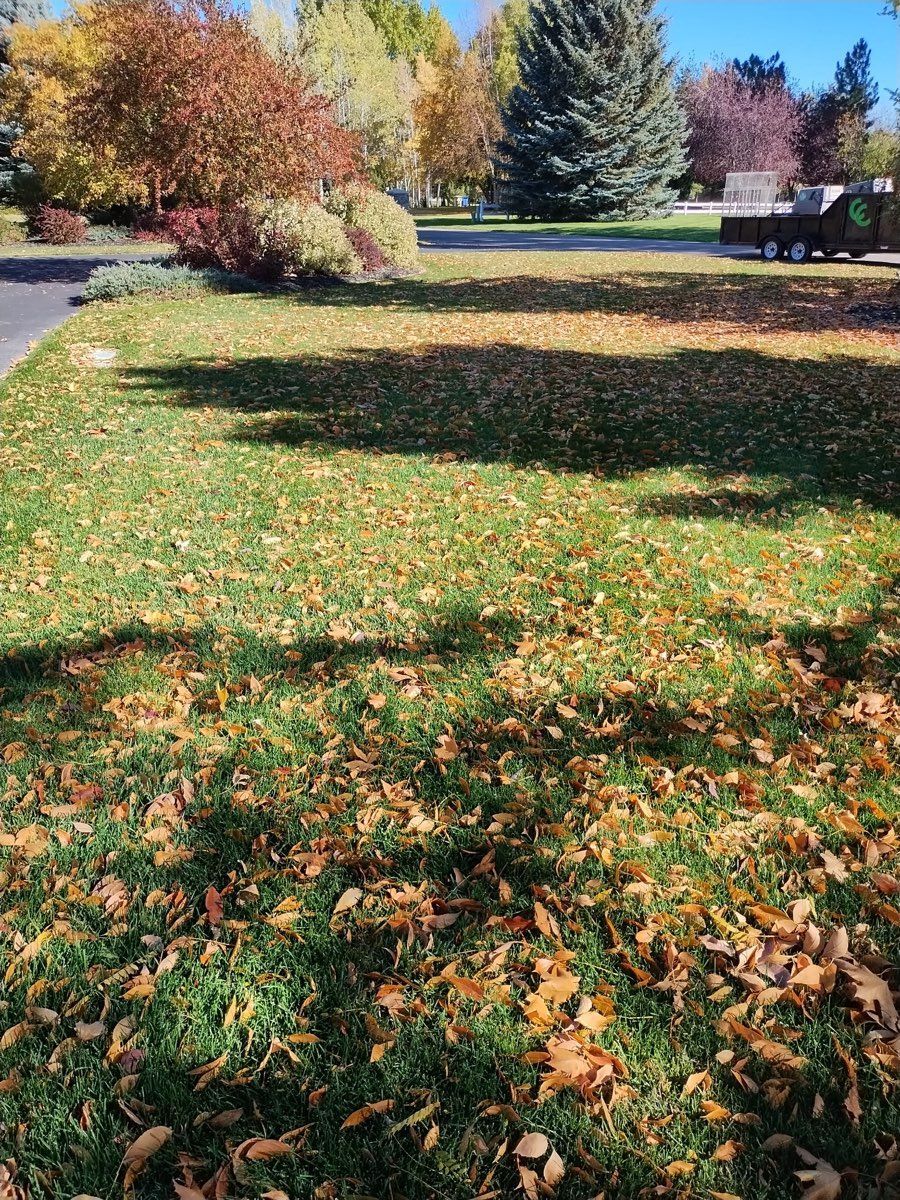 Sunny yard with green grass and fallen autumn leaves, trees with colorful foliage in the background
