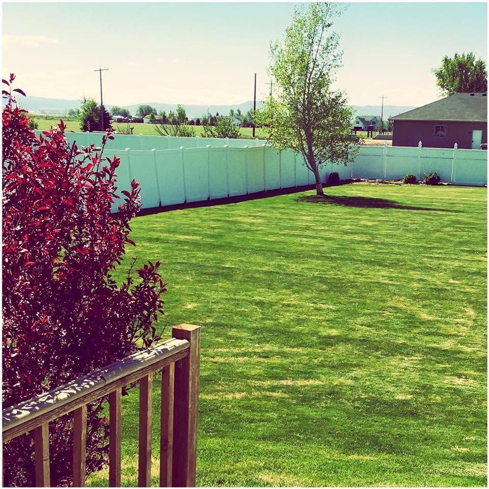 Sunlit backyard with green lawn, white fence, red shrub, and a small tree near a house.