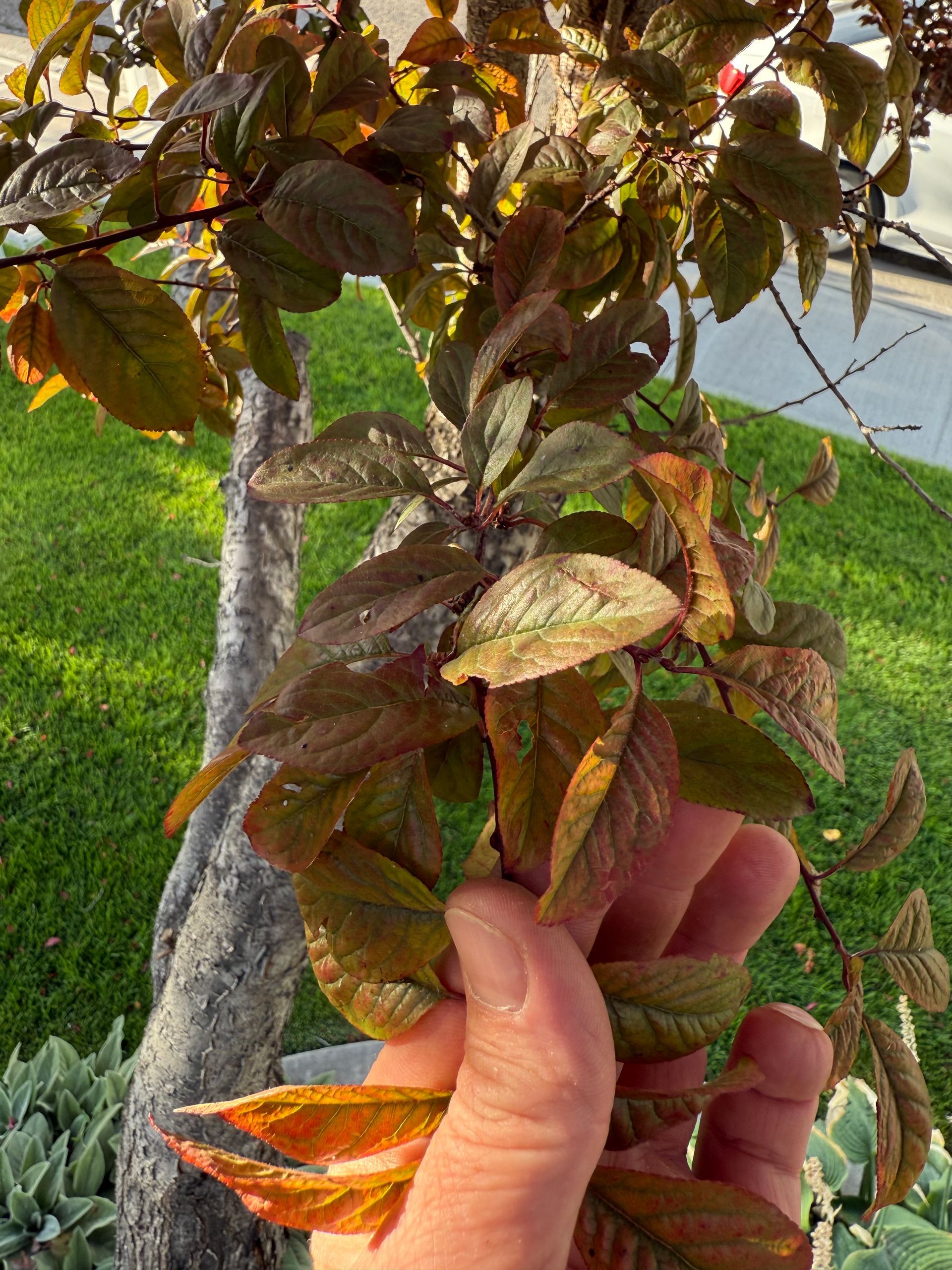 Hand holding a branch with reddish-brown leaves against a green lawn background