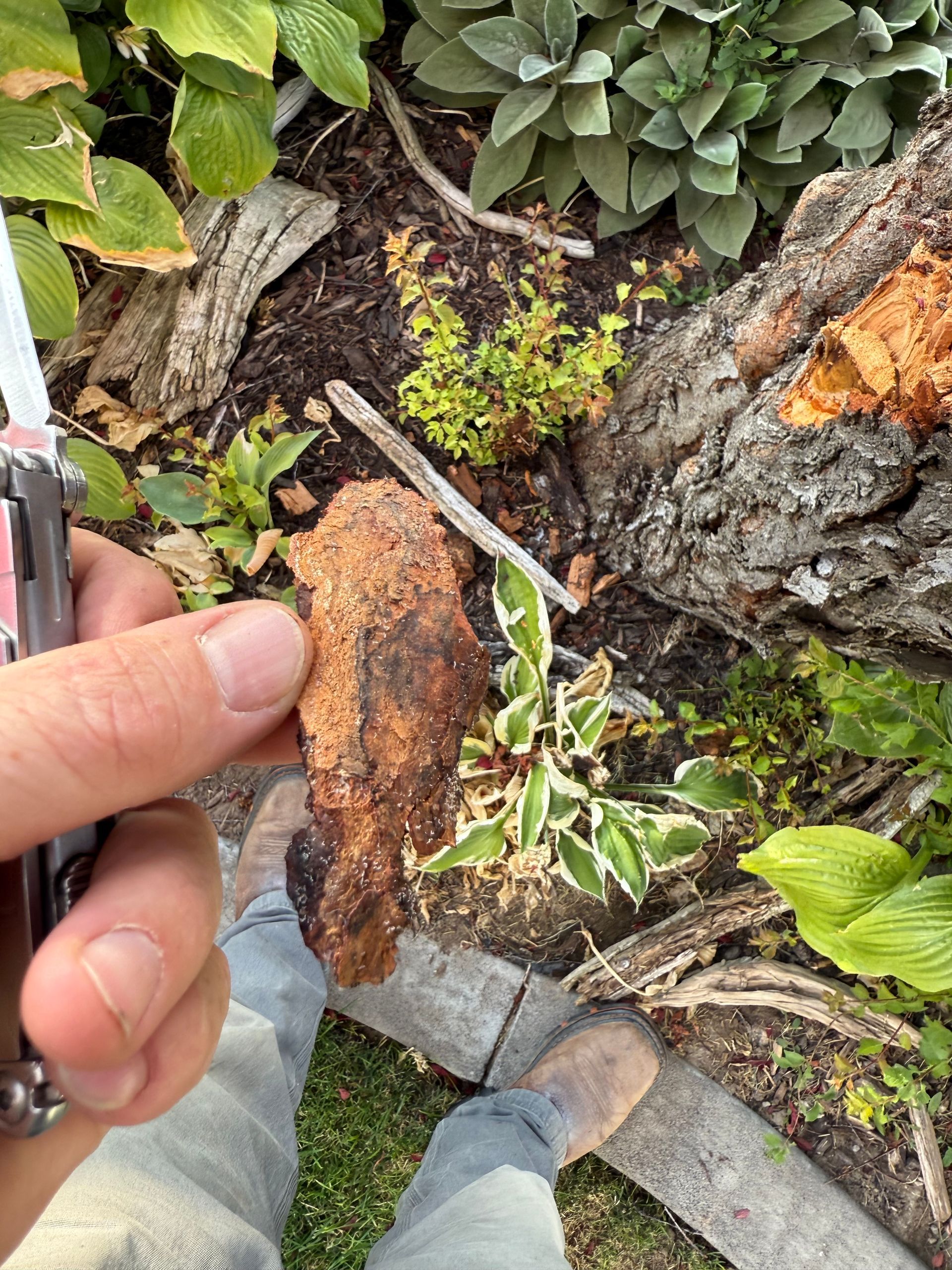 Hand holding a rusty metal tool near tree bark and moss on a ground of pavers and grass