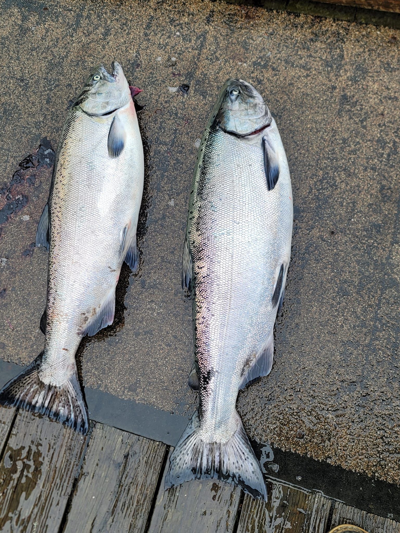 Two fish are sitting on top of a wooden dock.