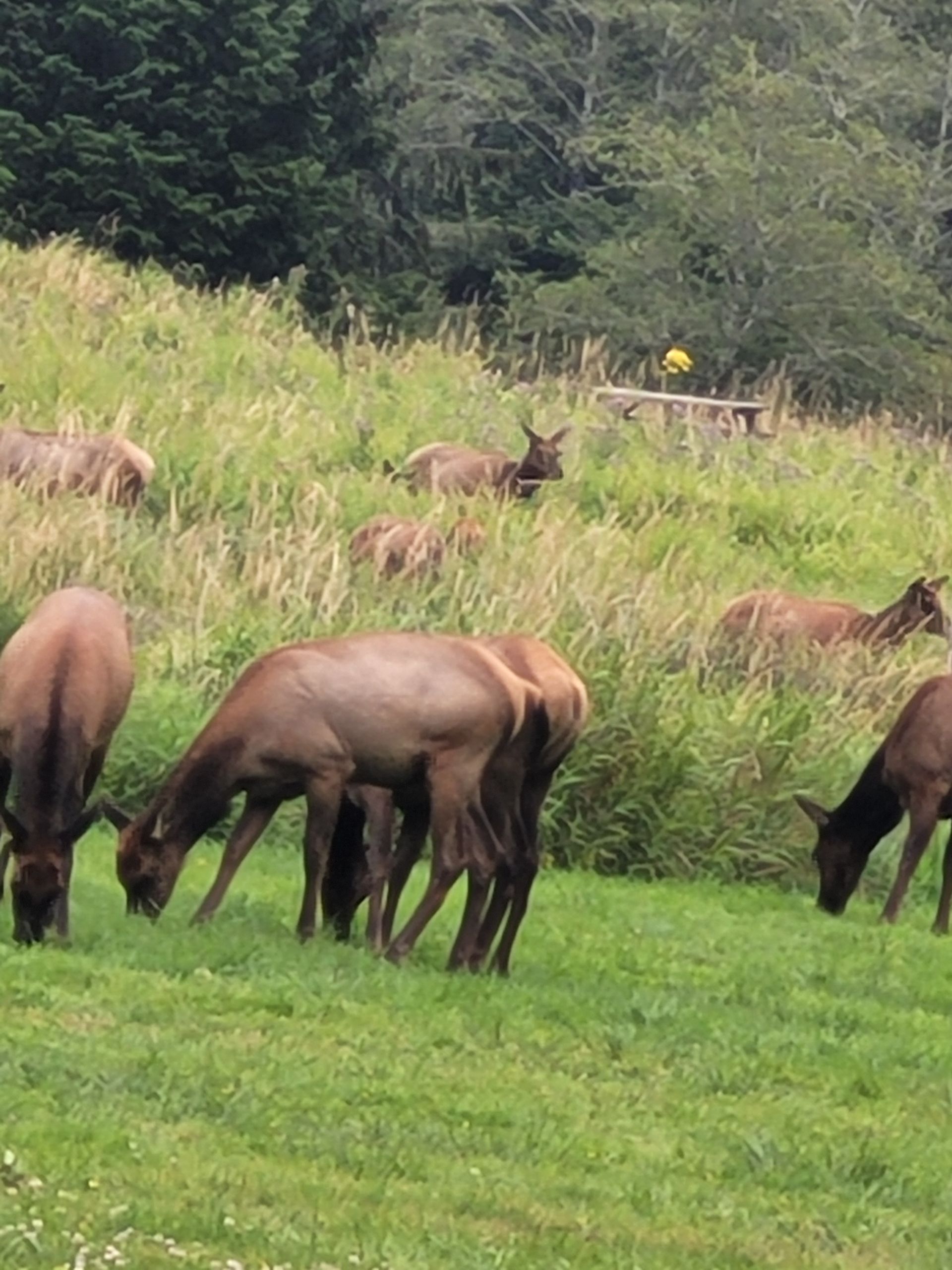 A herd of elk is grazing in a grassy field.