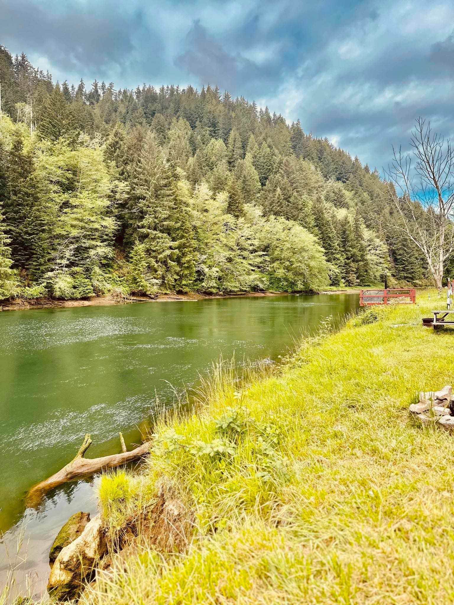 A lake surrounded by trees and grass in the middle of a forest.