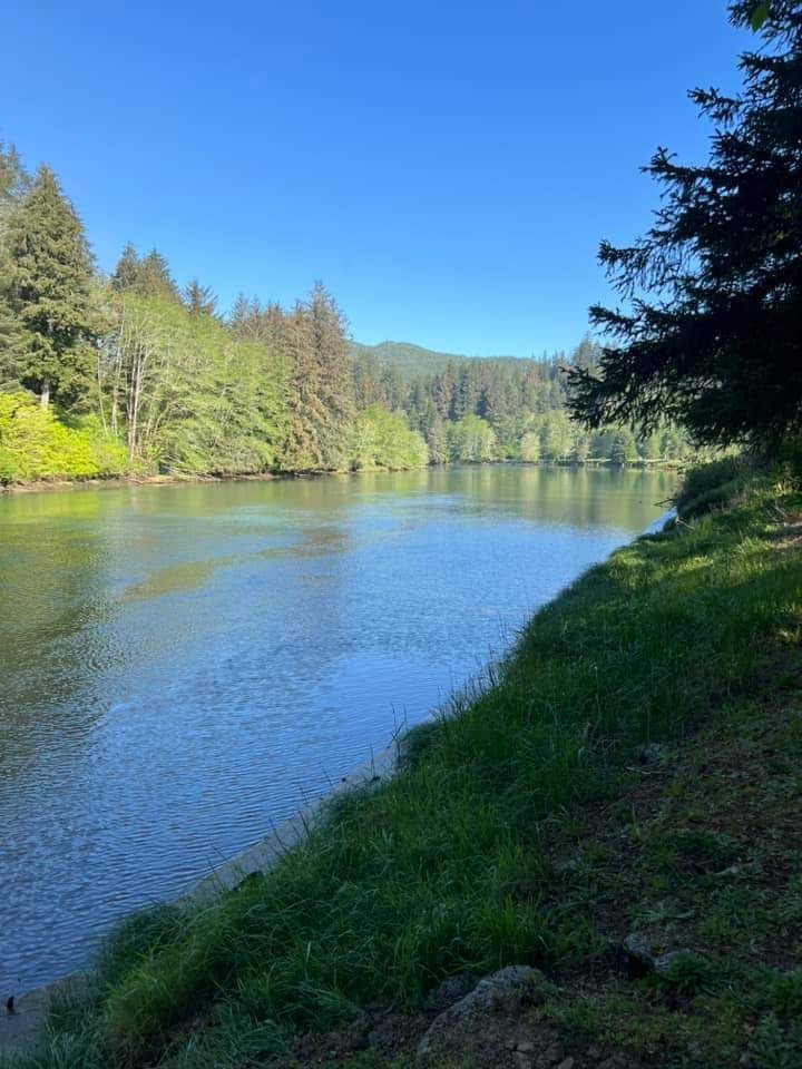 A river surrounded by trees and grass on a sunny day.