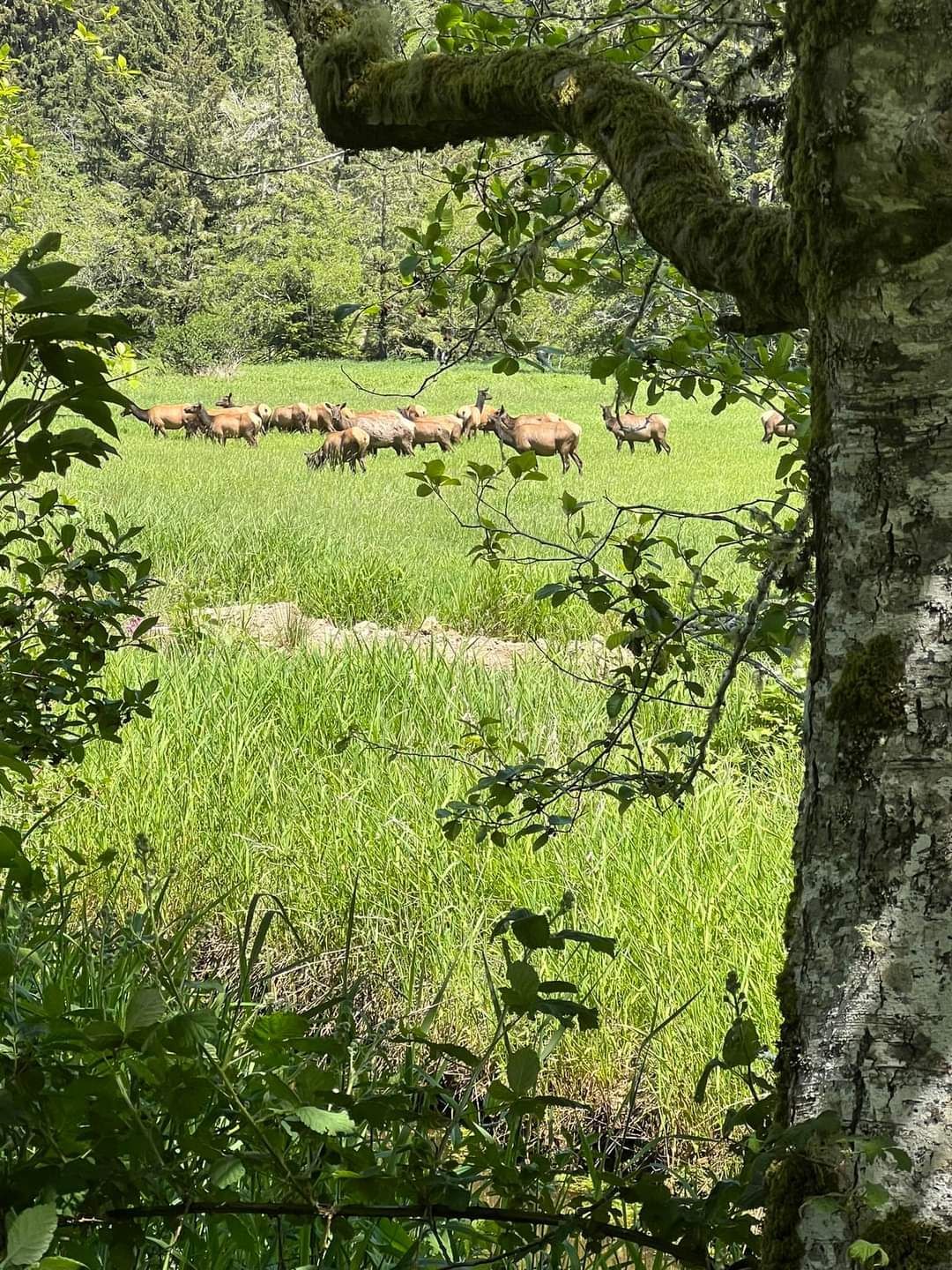 A herd of elk are grazing in a grassy field.