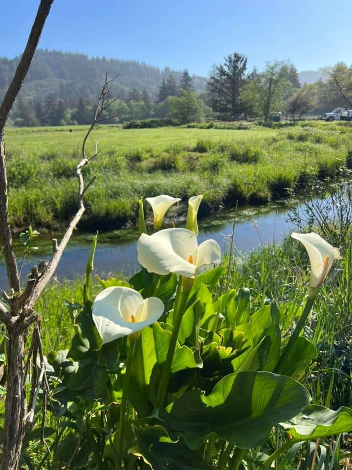 A field of flowers with a river in the background