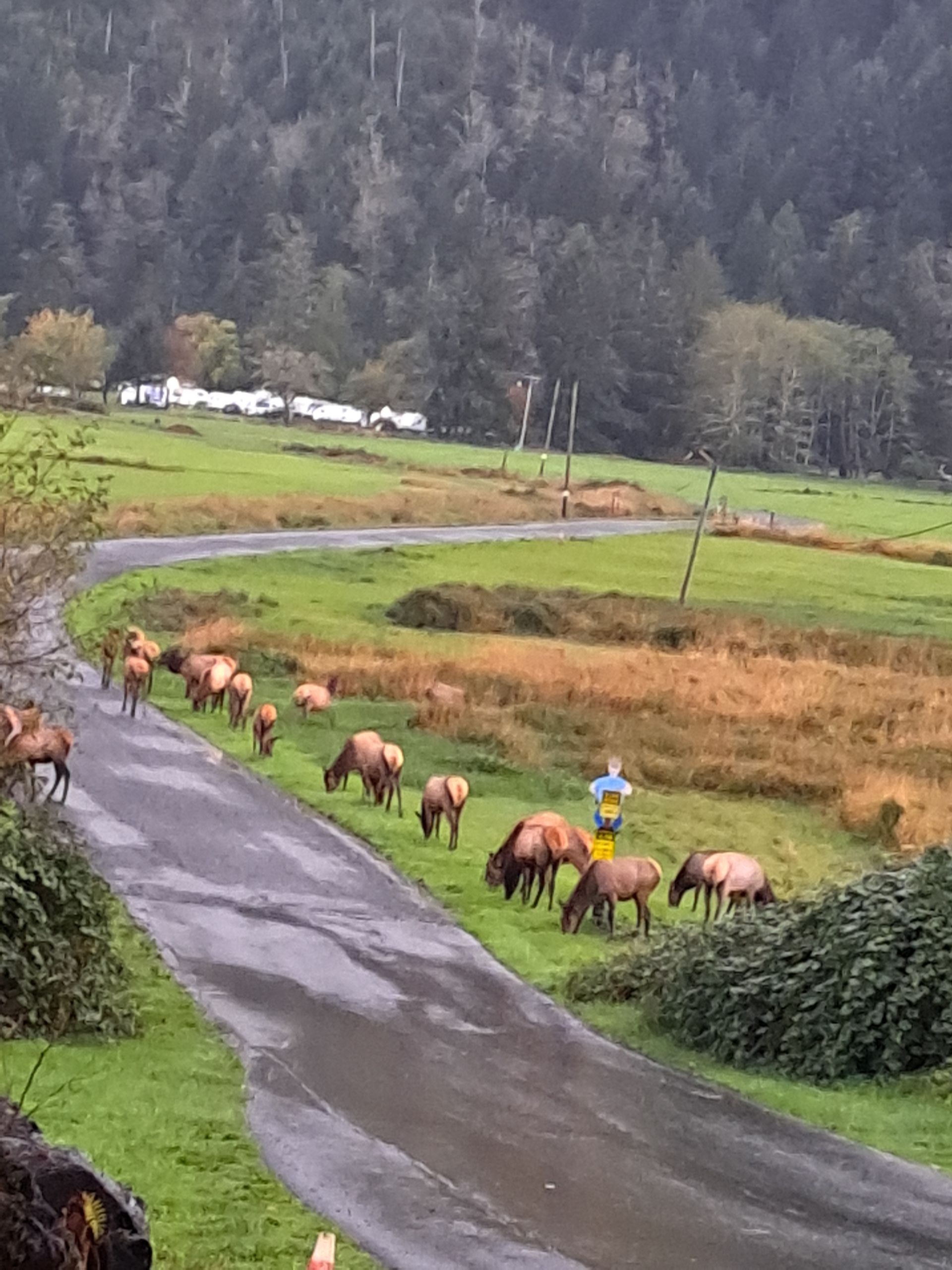 A herd of cows are grazing on the side of a road.