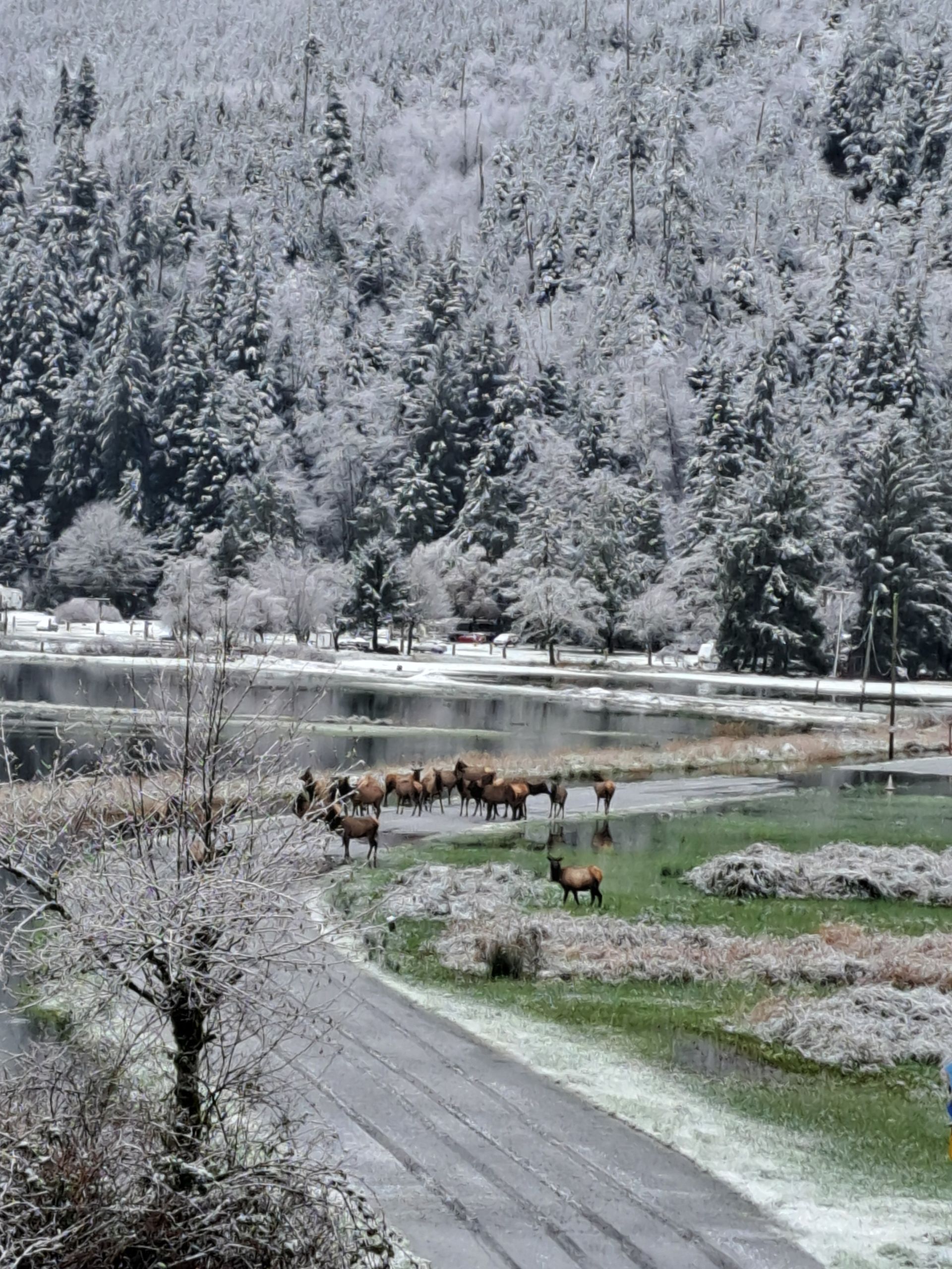 A herd of deer are grazing in a snowy field next to a lake.