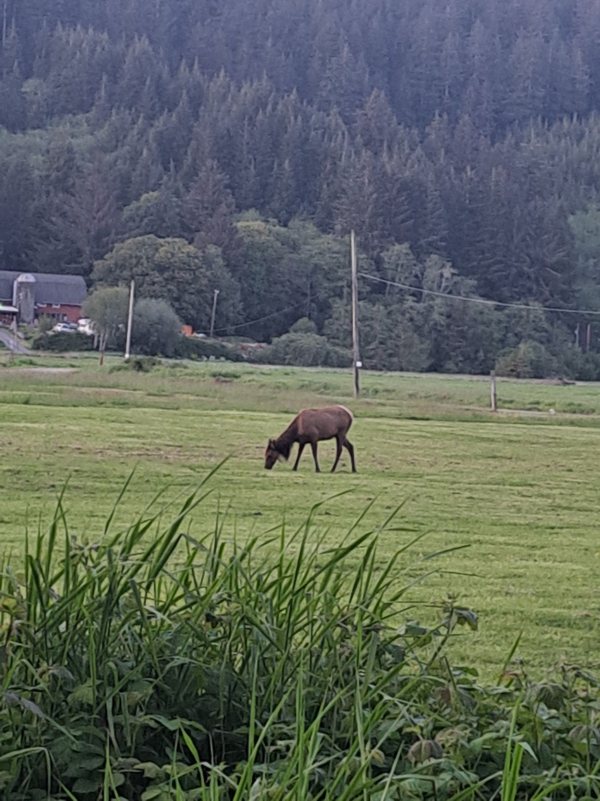 A deer is grazing in a grassy field with trees in the background.