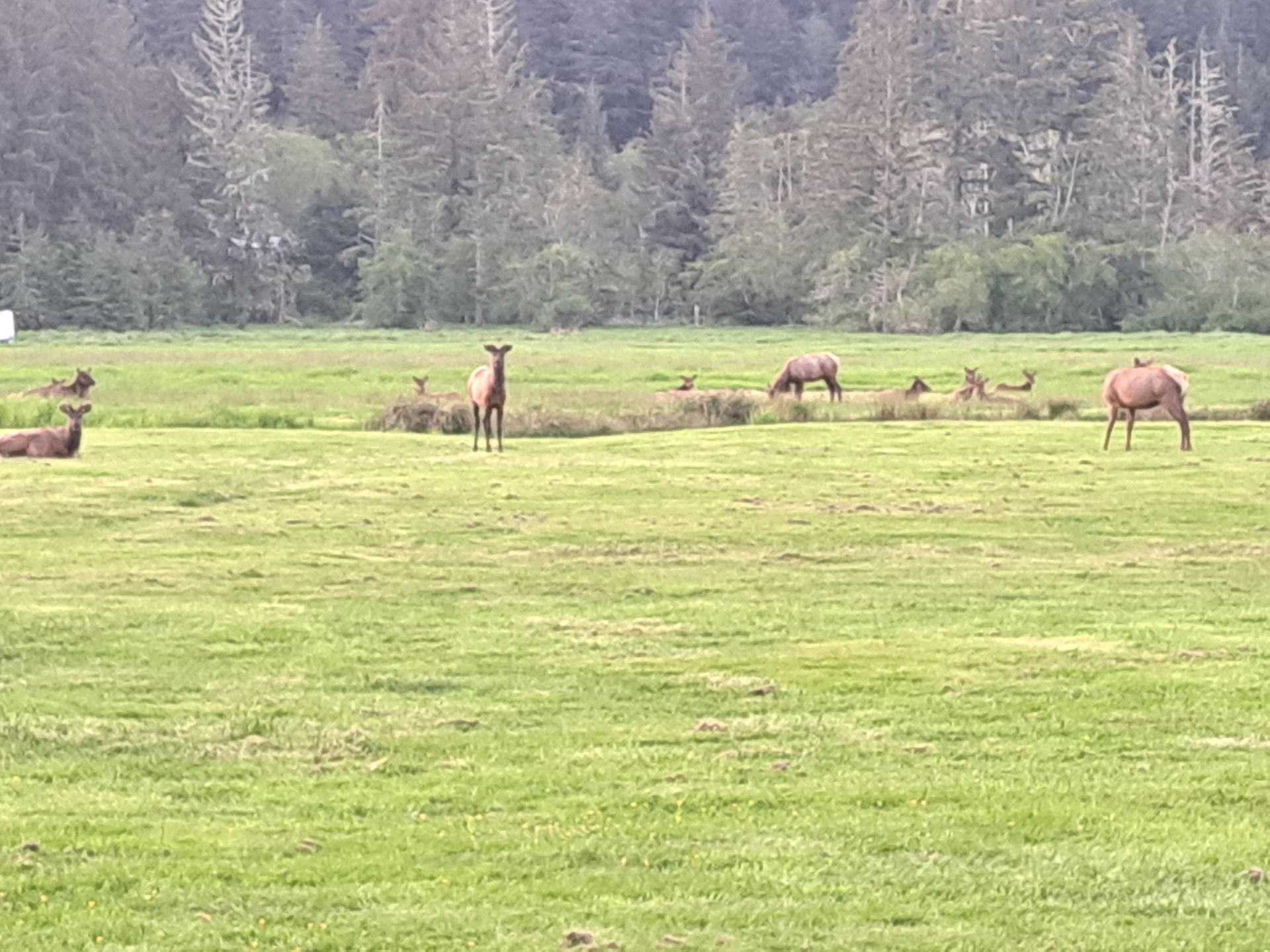 A herd of deer are grazing in a grassy field.