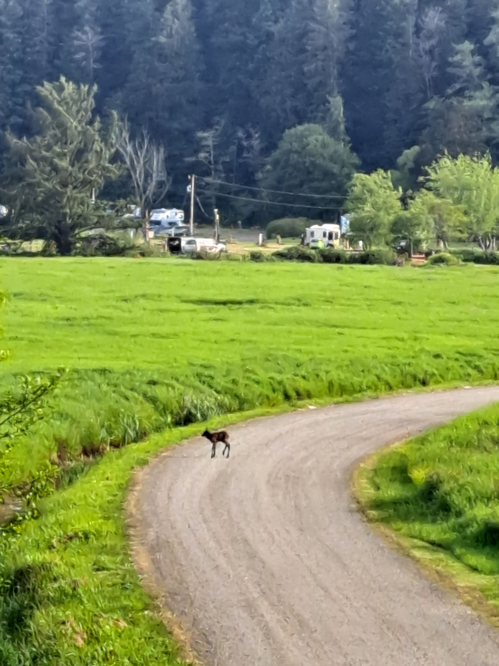 A dog walking down a dirt road in a field