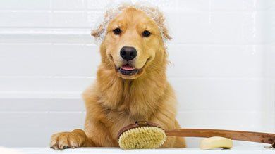 About Five Star Dog Salon Woburn MA Pet Grooming Services