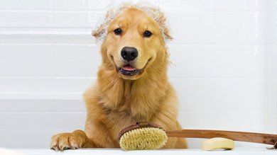 Dog Grooming service