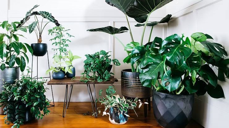 Indoor corner with several lush potted houseplants on stands and floor, including a large monstera, against white walls.