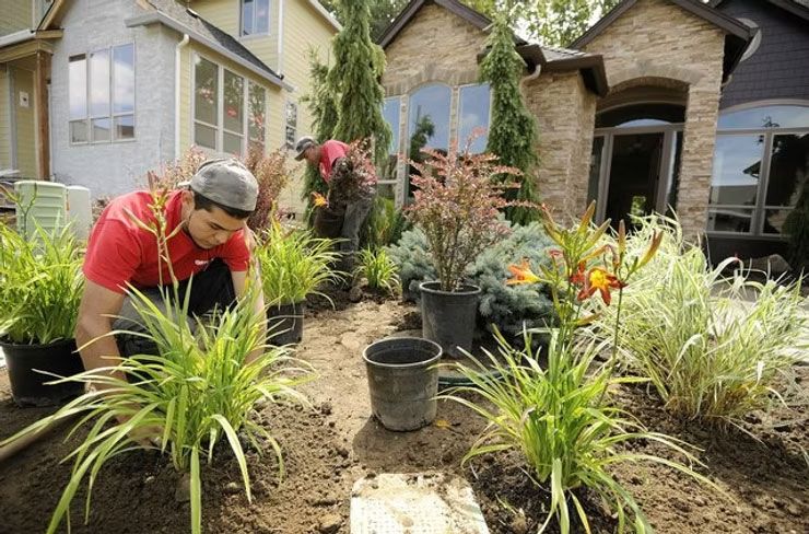 Gardener in red shirt planting shrubs in a front yard with mulch and a suburban house in the background