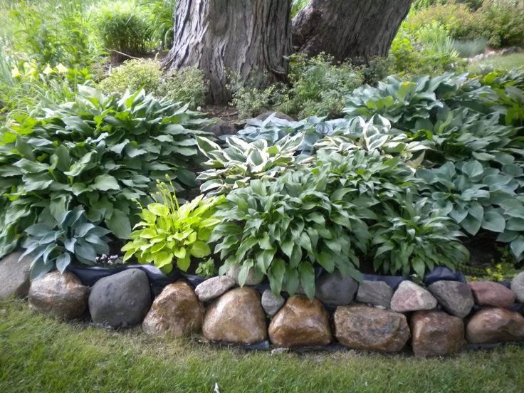 Garden bed with lush green hostas and ferns around a large tree, edged with rocks
