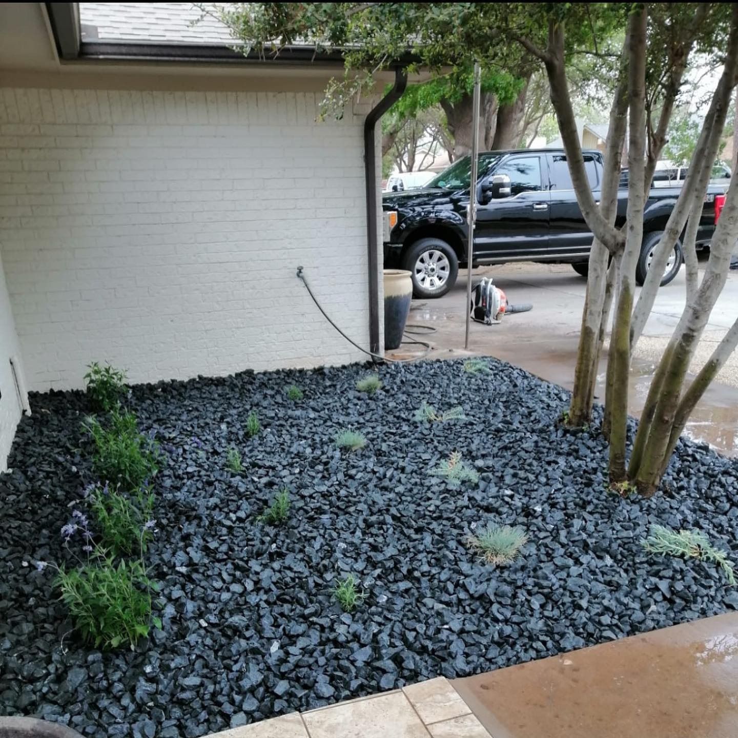 Front yard with dark rock landscaping, small shrubs, and tree trunks beside a white house and parked pickup truck.