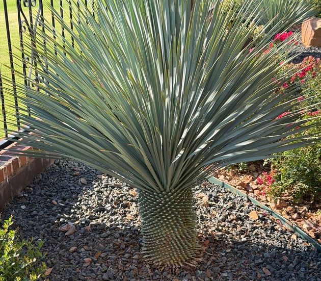 Spiky blue-green desert plant in a gravel garden with a brick border and fence background