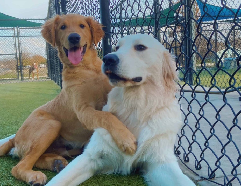 Two dogs are sitting next to each other in front of a chain link fence.