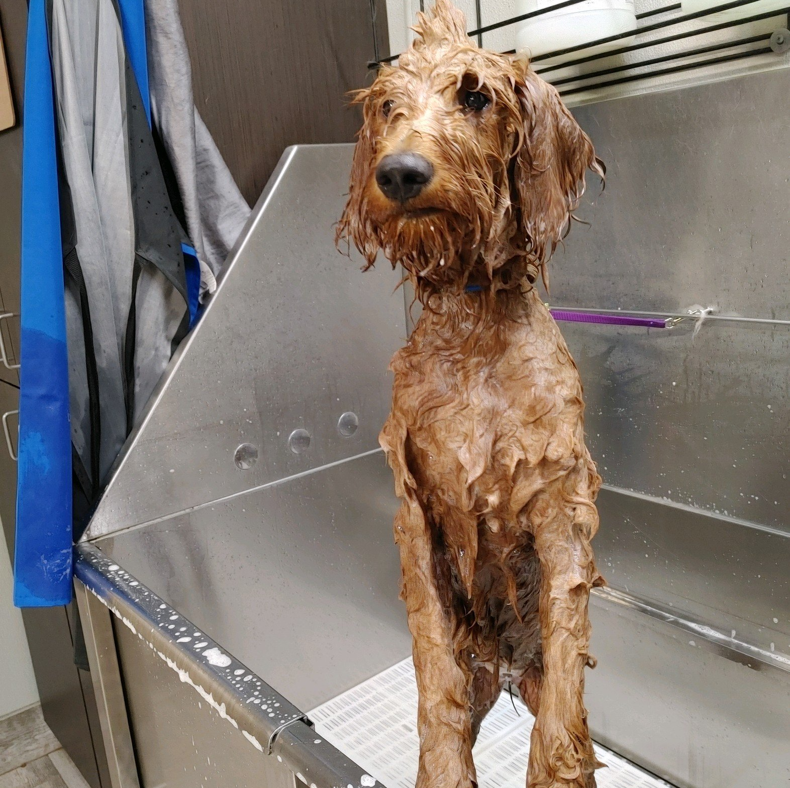 Dog drying after bath