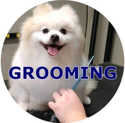 a white pomeranian dog is being groomed by a person