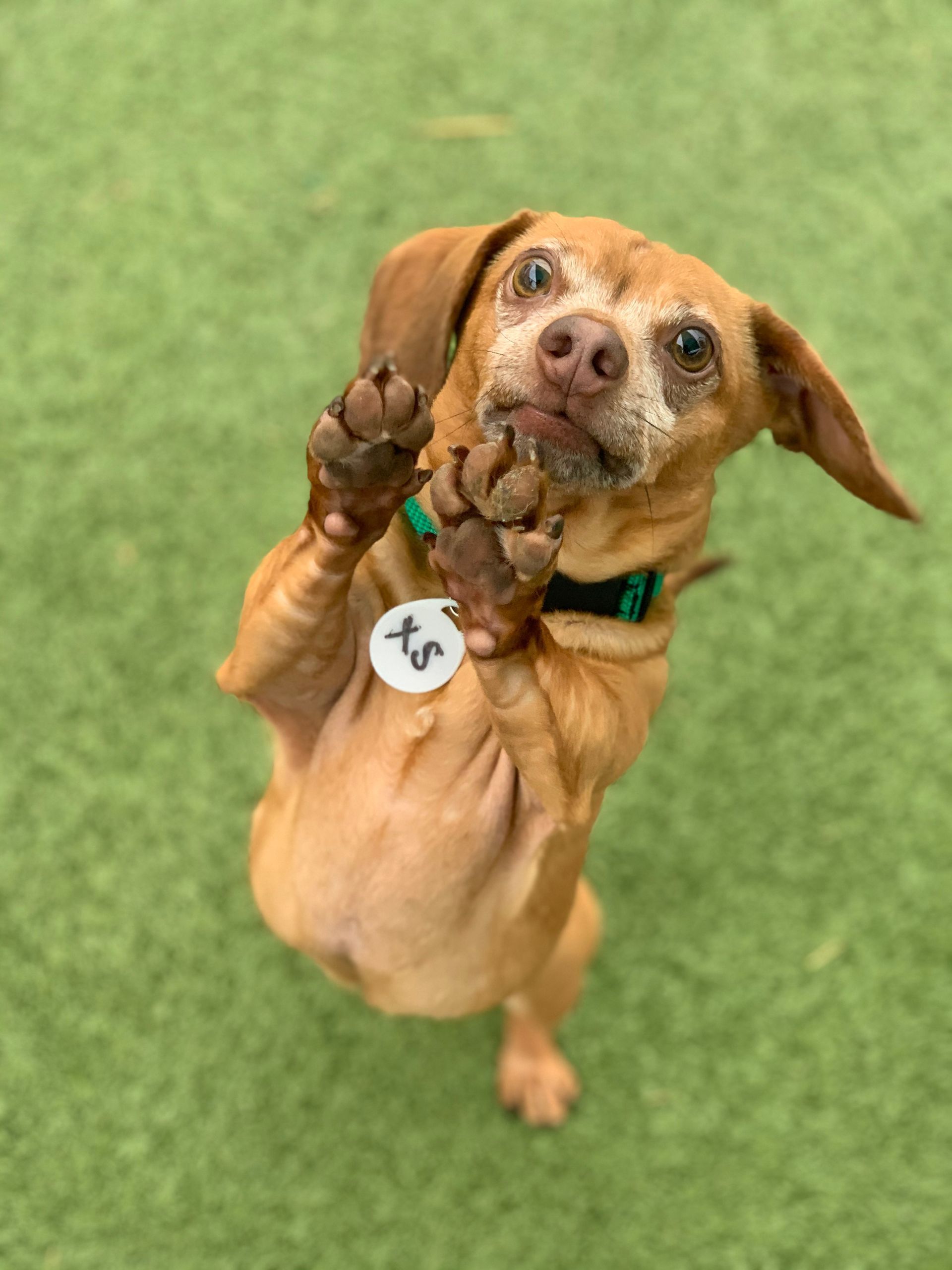 A small brown dog standing on its hind legs and looking up at the camera