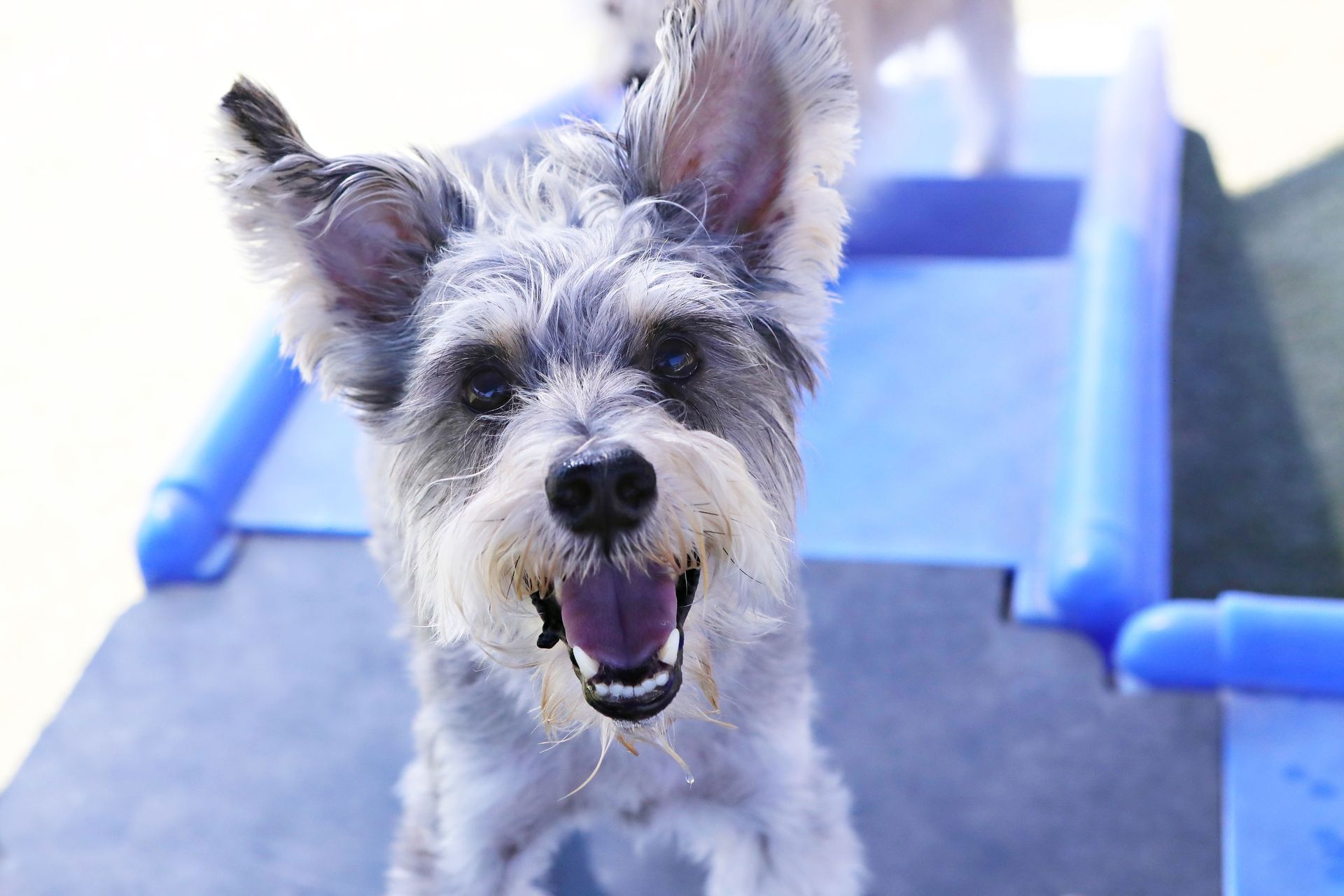 A small dog is standing on a blue mat and looking at the camera
