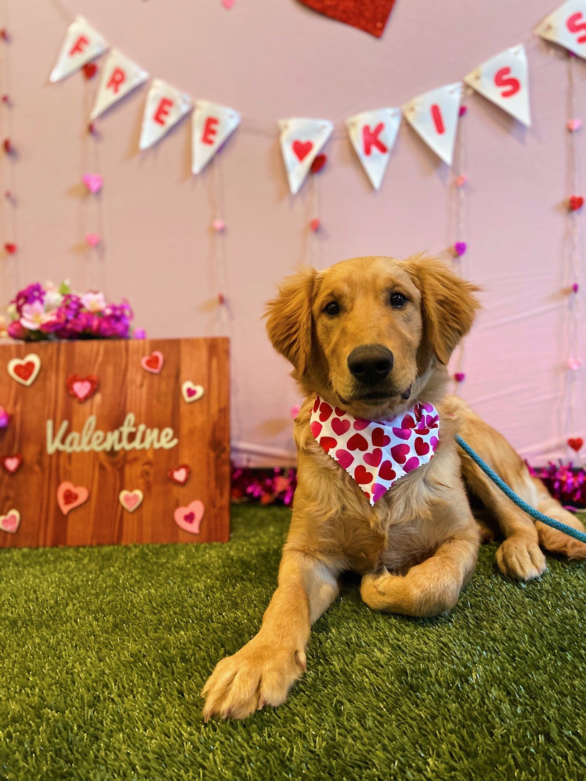 Cute dog posing for a picture