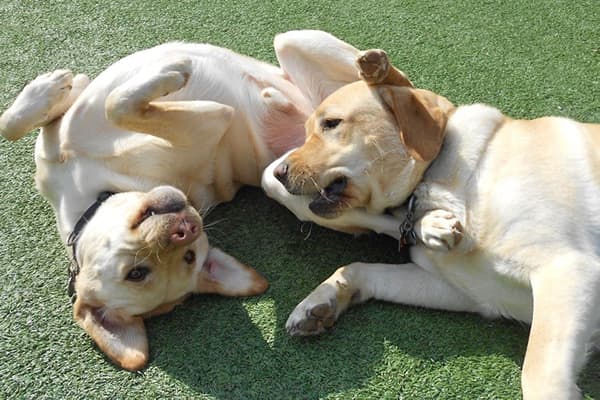 Dog playing in the yard