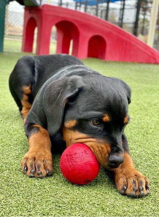 A rottweiler puppy is playing with a red ball on the grass.