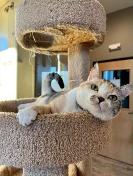 A cat is laying on top of a cat tree.