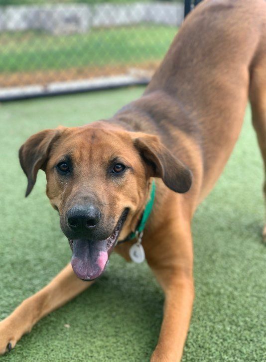 A brown dog is laying on the grass with its tongue hanging out.